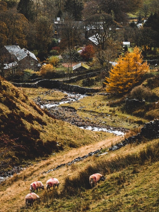 Sheep pasture on a meadow